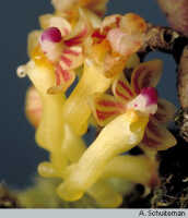 Robiquetia wariana: Robiquetia gautierensis (J.J.Sm.) Kocyan & Schuit., flowers, various views, photo A. Schuiteman, Leiden cult. 981075 (Yumte), from Indonesia, Papua Barat Prov, Maybrat Regency
