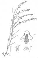 Octarrhena platyrhachis: Octarrhena platyrhachis P.Royen, drawing P. van Royen in Alp. Fl. New Guinea 2 (1979) 720, fig. 247