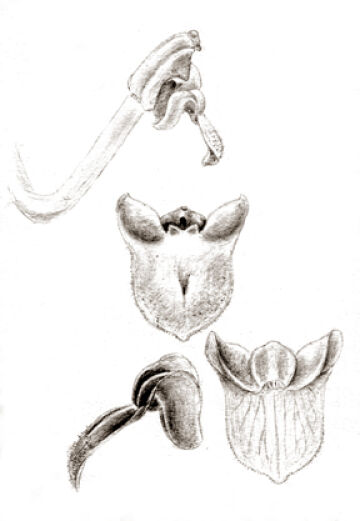 Liparis geelvinkensis