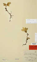 Crepidium riparium: Crepidium riparium (J.J.Sm.) Szlach. (as Microstylis riparia J.J.Sm.), herbarium sheet, Gjellerup 194 (isotype specimen L)