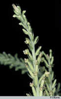 Hylophila gracilis: Hylophila gracilis Schltr., inflorescence, photo P. O'Byrne, based on O'Byrne H020