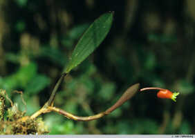 Mediocalcar uniflorum: Mediocalcar uniflorum Schltr., habit, photo J. van Valkenburg, from Wau, PNG