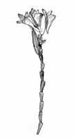 Dendrobium infractum: Dendrobium infractum J.J.Sm., drawing R. Soekanda, based on Gibbs 5655