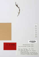 Octarrhena cordata: Octarrhena cordata P.Royen, herbarium sheet, Hartley 12955 (isotype specimen L)