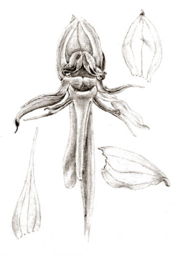 Habenaria paucipartita