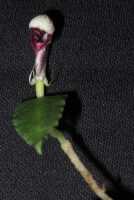 Corybas helensis: Corybas helensis S.P.Lyon, photo Stephanie Pimm Lyon, based on S.P. Lyon SPL 459 (holotype L)