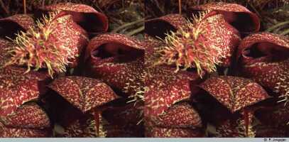 Bulbophyllum phalaenopsis: Bulbophyllum phalaenopsis J.J.Sm., flower, oblique front view, photo P. Jongejan, collection Royal Botanic Gardens, Kew, cult. P. Jongejan 98