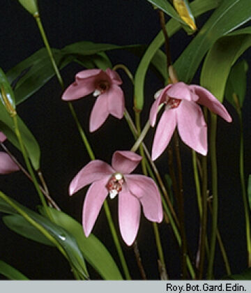 Dendrobium regale