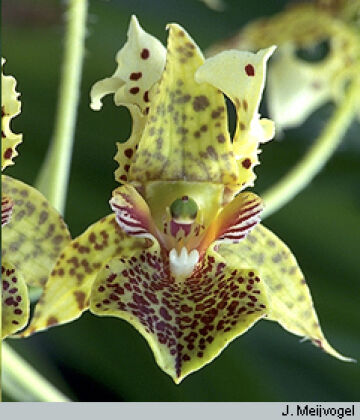 Dendrobium polysema