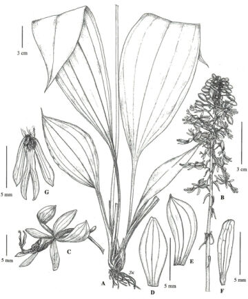 Calanthe daymanensis