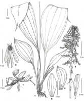 Calanthe daymanensis: Calanthe daymanensis Ormerod & P.J.Cribb, Malesian Orchid Journal 8 (2011) 45, fig. 3. Drawn by Juliet Beentje from type: Brass 23279