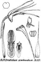 Dendrobium arachnoideum: Dendrobium arachnoideum Schltr., drawing R. Schlechter in Repert. Spec. Nov. Regni Veg. Beih. 21 (1923) t. 157, fig. 591