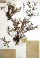 Glomera uniflora: Glomera uniflora J.J.Sm., herbarium sheet, Versteeg 1446, isosyntype specimen (BO)
