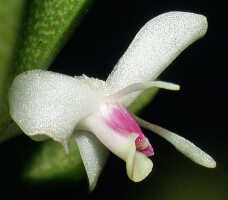 Dendrobium albiflorum: Dendrobium albiflorum Ridl.,flower, oblique lateral view, photo Ed de Vogel, based on Leiden cult. 950209 (ex Kebun Raya Bogor 983-III-421), from Indonesia, Tanah Papua