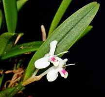 Dendrobium albiflorum: Dendrobium albiflorum Ridl., flowers, various views, photo Ed de Vogel, based on Leiden cult. 950209 (ex Kebun Raya Bogor 983-III-421), from Indonesia, Tanah Papua