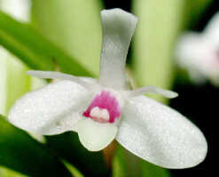 Dendrobium albiflorum: Dendrobium albiflorum Ridl.,flower, front view, photo Ed de Vogel, based on Leiden cult. 950209 (ex Kebun Raya Bogor 983-III-421), from Indonesia, Tanah Papua
