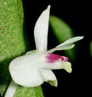 Dendrobium albiflorum: Dendrobium albiflorum Ridl.,flower, lateral view, photo Ed de Vogel, based on Leiden cult. 950209 (ex Kebun Raya Bogor 983-III-421), from Indonesia, Tanah Papua