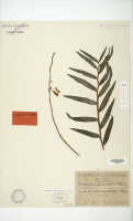 Dendrobium obtusum: Dendrobium fornicatum Schltr. (= Dendrobium obtusum Schltr.), paratype specimen: Schlechter 19722 (L)