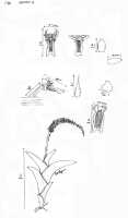 Oberonia podostachys: Oberonia podostachys Schltr., drawing P. O'Byrne in Lowland Orchids of New Guinea (1994) 31