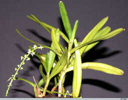 Cleisostoma litoreum: Cleisostoma litoreum (Schltr.) Garay, plant habit, photo E.F. de Vogel, from Leiden cult. 20030850 (de Vogel & Vogel), from Papua New Guinea, Morobe Prov.