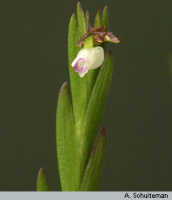 Podochilus scalpelliformis: overview picture