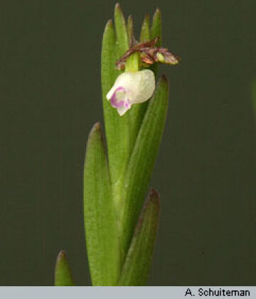 Podochilus scalpelliformis