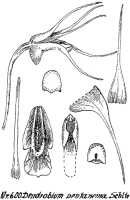 Dendrobium pentanema: Dendrobium pentanema Schltr., drawing R. Schlechter in Repert. Spec. Nov. Regni Veg. Beih. 21 (1923) t. 160, fig. 600