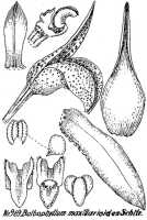 Bulbophyllum maxillarioides: Bulbophyllum maxillarioides Schltr., floral analysis, R. Schlechter in Repert. Spec. Nov. Regni Veg. Beih. 21 (1928) t. 254, fig. 969