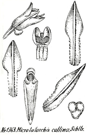 Taeniophyllum collinum