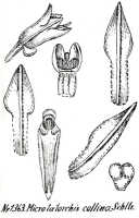 Taeniophyllum collinum: Taeniophyllum collinum (Schltr.) Kocyan & Schuit. (as Microtatorchis collina Schltr.), drawing R. Schlechter in Repert. Spec. Nov. Regni Veg. Beih. 21 (1928) t. 353, fig. 1363