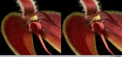 Bulbophyllum maxillare: Bulbophyllum maxillare (Lindl.) Rchb.f., flower detail, column and lip, oblique lateral view, petal removed, photo P. Jongejan, collection Royal Botanic Gardens, Kew, cult. P. Jongejan 598