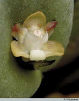 Dendrobium transversilobum: Dendrobium transversilobum J.J.Sm., flower, photo A. Schuiteman, based on Leiden cult. 950187, from Indonesia, Papua Barat Prov