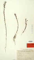Octarrhena cucullifera: Octarrhena cucullifera J.J.Sm., herbarium sheet, Pulle (Versteeg) 2410 (isotype specimen L)