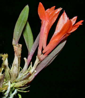 Dendrobium subacaule