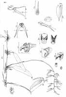 Bulbophyllum chloranthum: Bulbophyllum chloranthum Schltr., drawing Peter O'Byrne, drawing