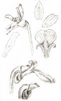 Dendrobium aprinum: Dendrobium aprinum J.J.Sm., drawing J.J. Smith, based on de Kock III