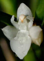 Agrostophyllum superpositum: Agrostophyllum superpositum Schltr. Flower, oblique front view. Photo by Ed de Vogel, based on Leiden cult. 20030347 (de Vogel & Vogel)