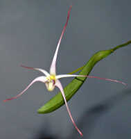 Dendrobium lageniforme: Dendrobium lageniforme J.J.Sm., flower, senescent, oblique front view, photo Ed de Vogel, Leiden cult. 20030871 (National Capital Botanic Garden Port Moresby), from Papua New Guinea, locality not known
