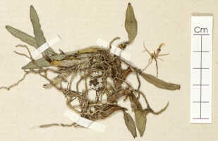Dendrobium minjemense: Dendrobium minjemense Schltr., detail of isotype specimen: Schlechter 16245 (L)