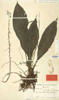 Calanthe micrantha: Calanthe micrantha Schltr., herbarium sheet, Schlechter 18823, isotype specimen (L)