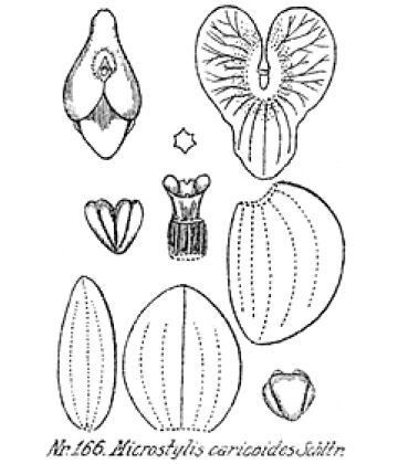 Crepidium caricoides