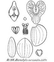 Crepidium caricoides: overview picture