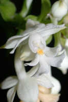 Calanthe triplicata: Calanthe triplicata (Willemet) Ames, flower, oblique front view, photo Ed de Vogel, Leiden cult. Leiden cult. 20032276, from Papua New Guinea, Western Highlands Prov.