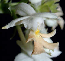 Calanthe triplicata: Calanthe triplicata (Willemet) Ames, flower at end of anthesis, oblique front view, photo Ed de Vogel, Leiden cult. Leiden cult. 20032276, from Papua New Guinea, Western Highlands Prov.