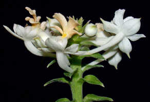 Calanthe triplicata: Calanthe triplicata (Willemet) Ames,inflorescence,  photo Ed de Vogel, Leiden cult. Leiden cult. 20032276, from Papua New Guinea, Western Highlands Prov. 