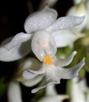 Calanthe triplicata: Calanthe triplicata (Willemet) Ames, flower, front view,  photo Ed de Vogel, Leiden cult. Leiden cult. 20032276, from Papua New Guinea, Western Highlands Prov. 