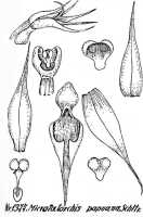 Taeniophyllum papuanum: Taeniophyllum papuanum (Schltr.) L.O.Williams (as Microtatorchis papuana (Schltr.) Schltr.), drawing R. Schlechter in Repert. Spec. Nov. Regni Veg. Beih. 21 (1928) t. 357, fig. 1377