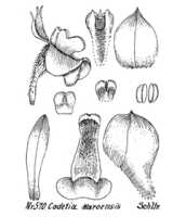 Dendrobium karoense: overview of Dendrobium karoense Schltr.