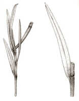 Glomera grandiflora: Glomera grandiflora J.J.Sm., drawing J.J. Smith, from von Römer 1292