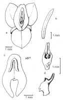 Crepidium diploceras: Crepidium diploceras (Schltr.) Szlach. (as Pseudoliparis diploceras (Schltr.) Szlach. & Marg.). Drawing by Szlachetko in Adansonia 21 (1999) 276.